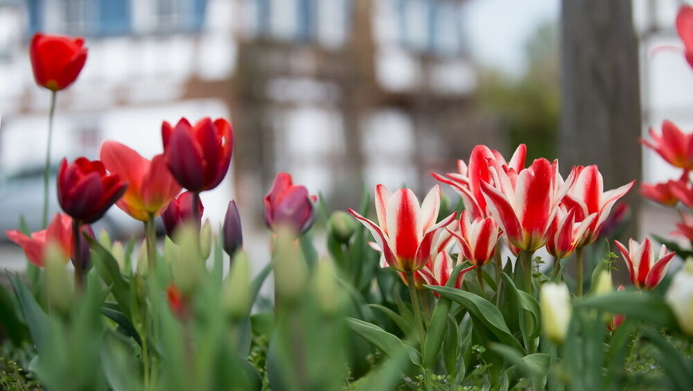 Tulpenblüte Gönningen 2012