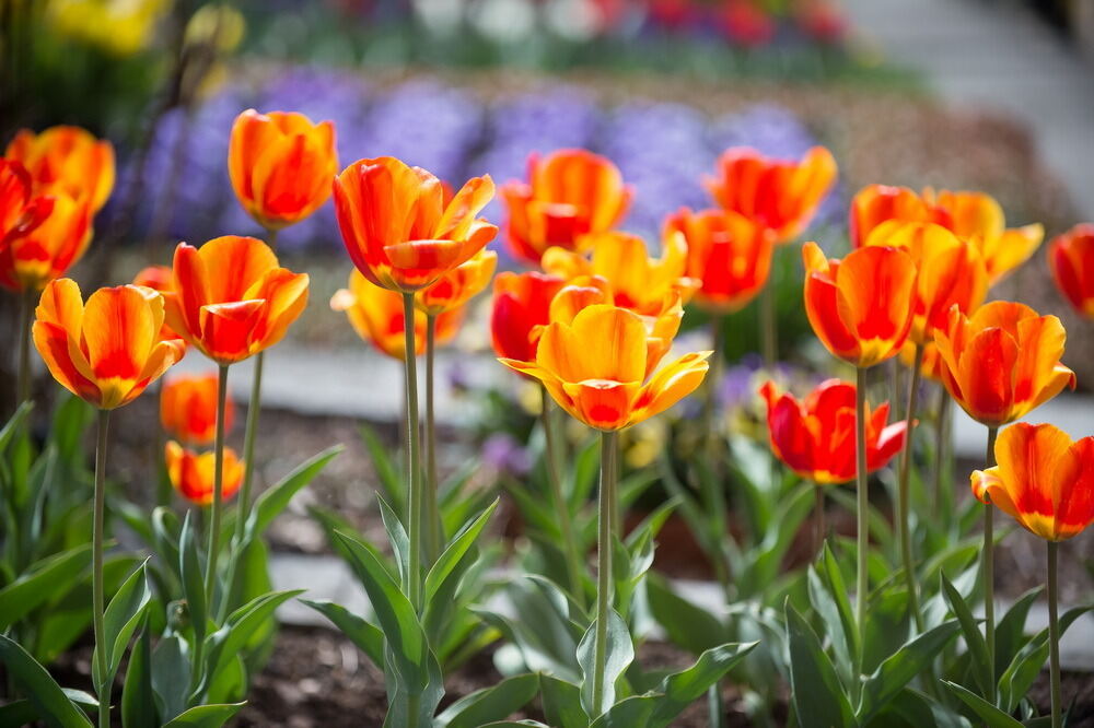 Tulpenblüte Gönningen 2012