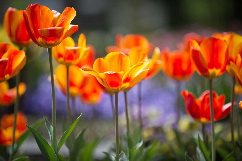 Tulpenblüte Gönningen 2012