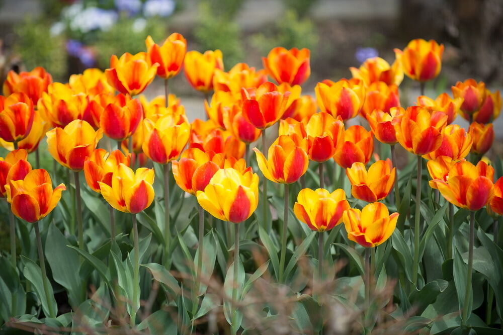 Tulpenblüte Gönningen 2012