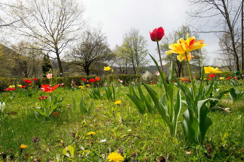 Tulpenblüte Gönningen 2012