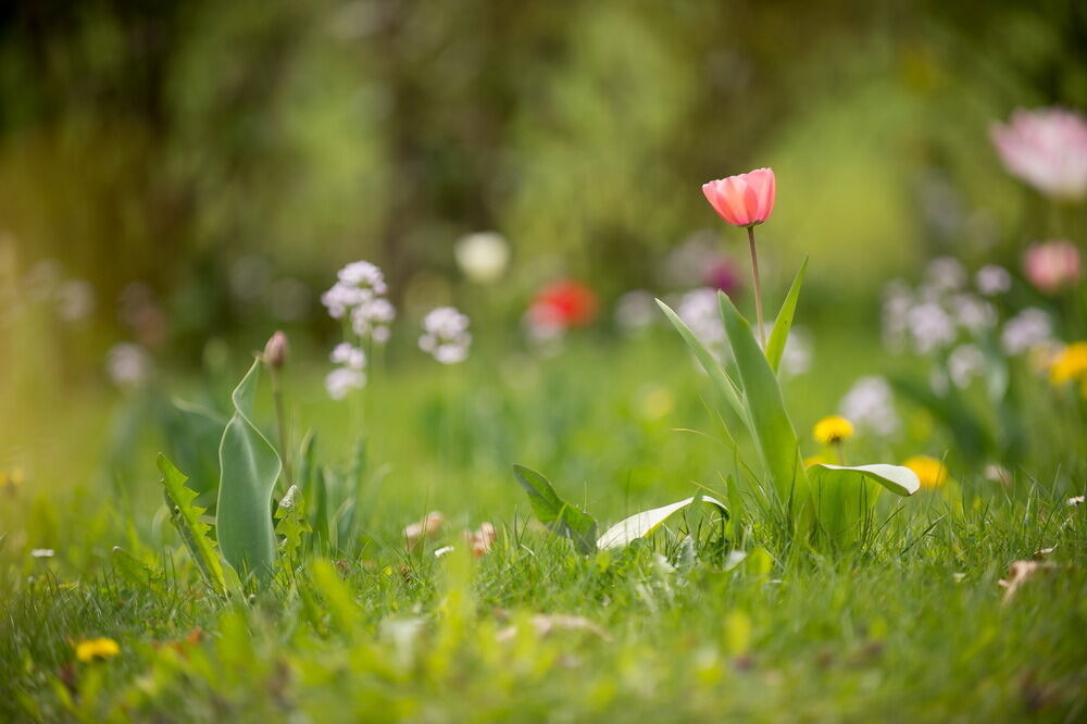 Tulpenblüte Gönningen 2012