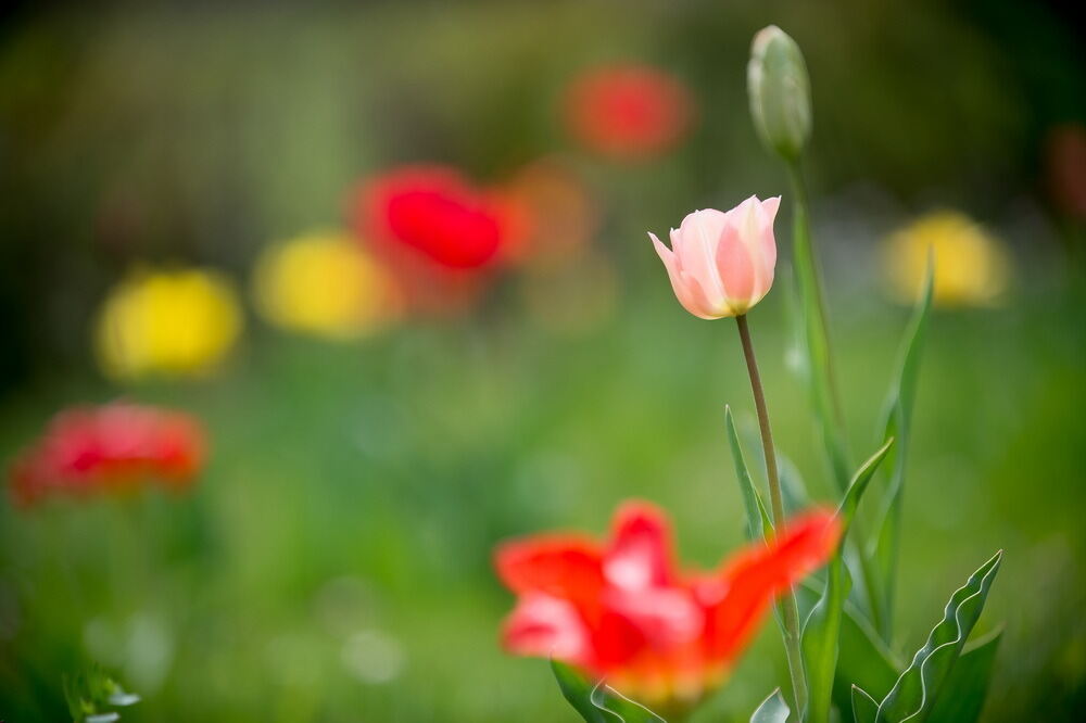 Tulpenblüte Gönningen 2012