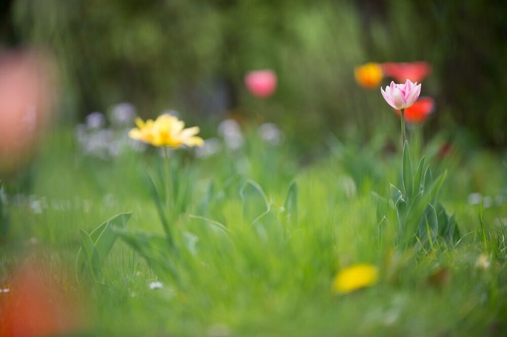 Tulpenblüte Gönningen 2012