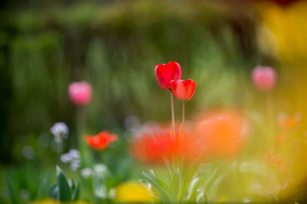 Tulpenblüte Gönningen 2012