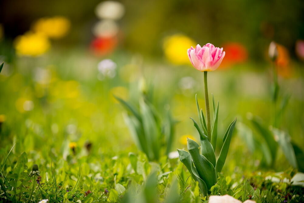 Tulpenblüte Gönningen 2012