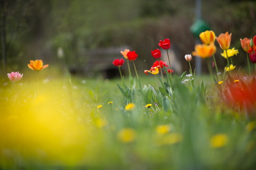 Tulpenblüte Gönningen 2012