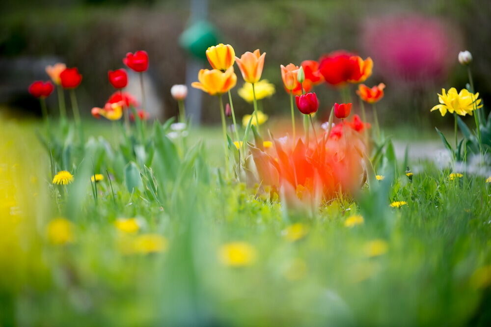 Tulpenblüte Gönningen 2012