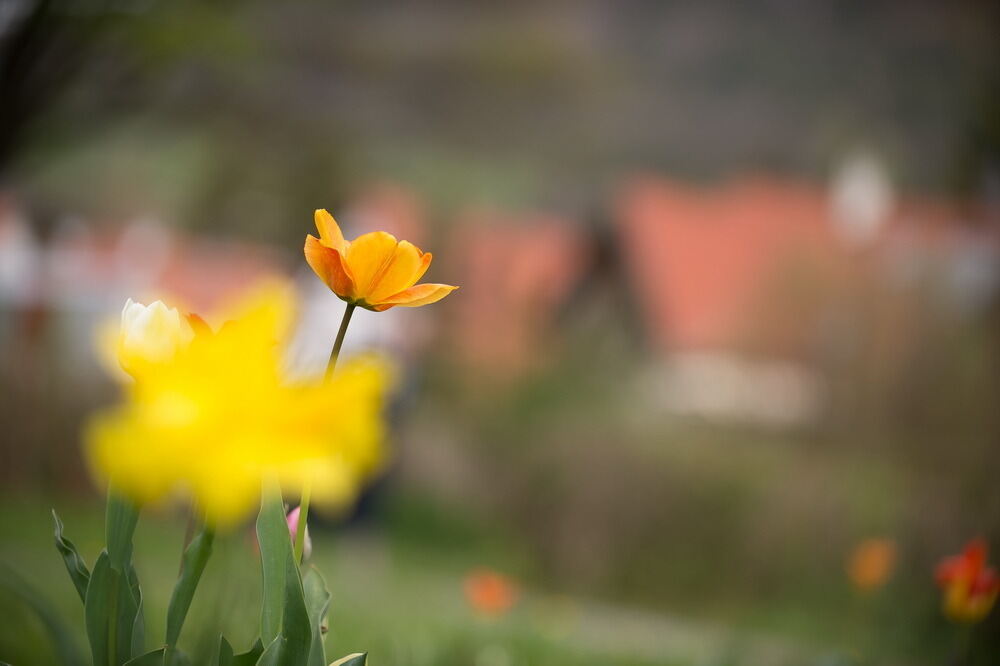 Tulpenblüte Gönningen 2012