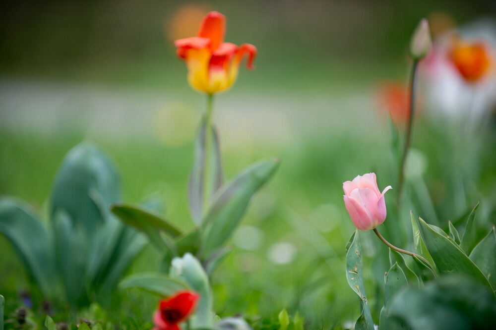 Tulpenblüte Gönningen 2012