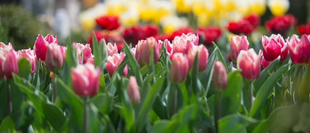 Tulpenblüte Gönningen 2012