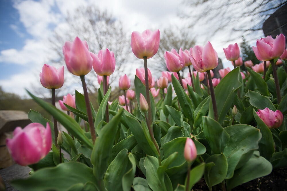 Tulpenblüte Gönningen 2012