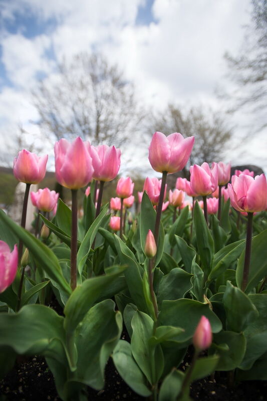 Tulpenblüte Gönningen 2012