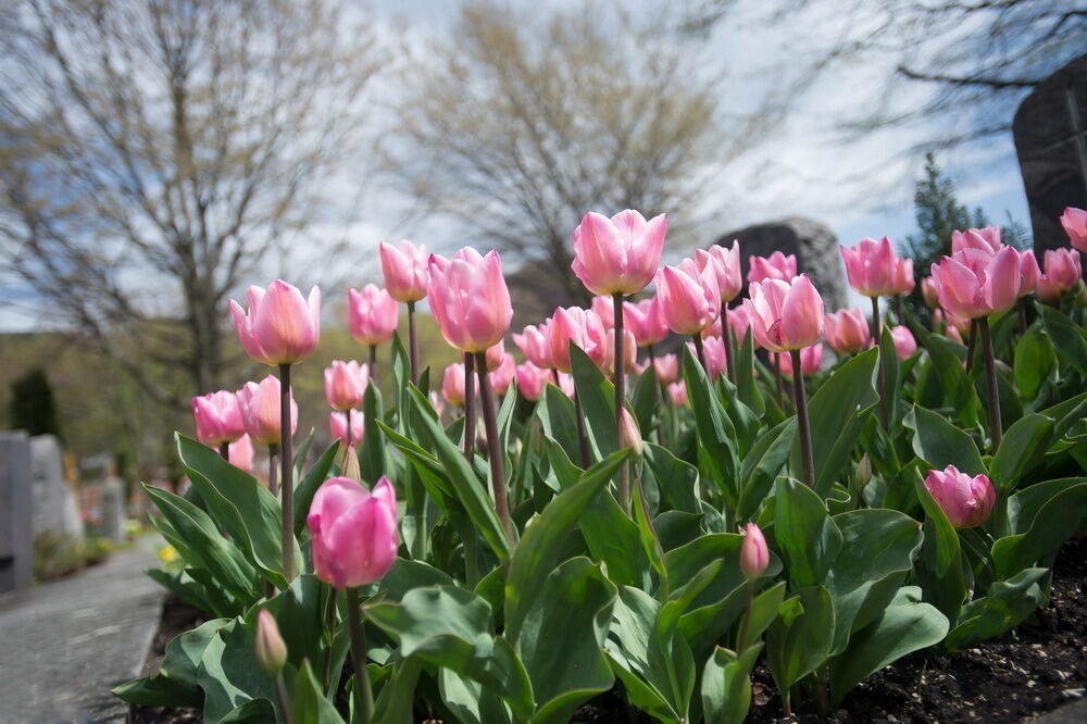 Tulpenblüte Gönningen 2012