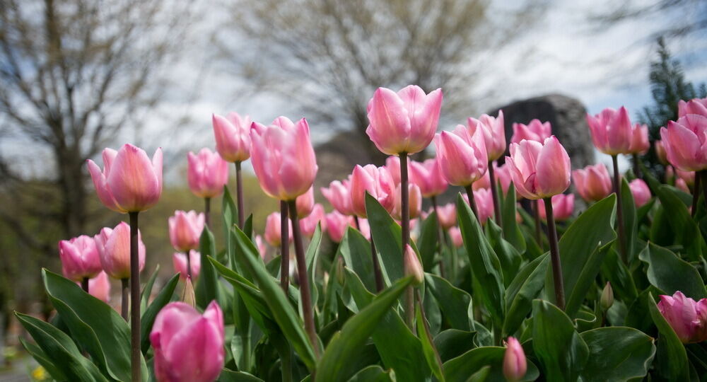 Tulpenblüte Gönningen 2012