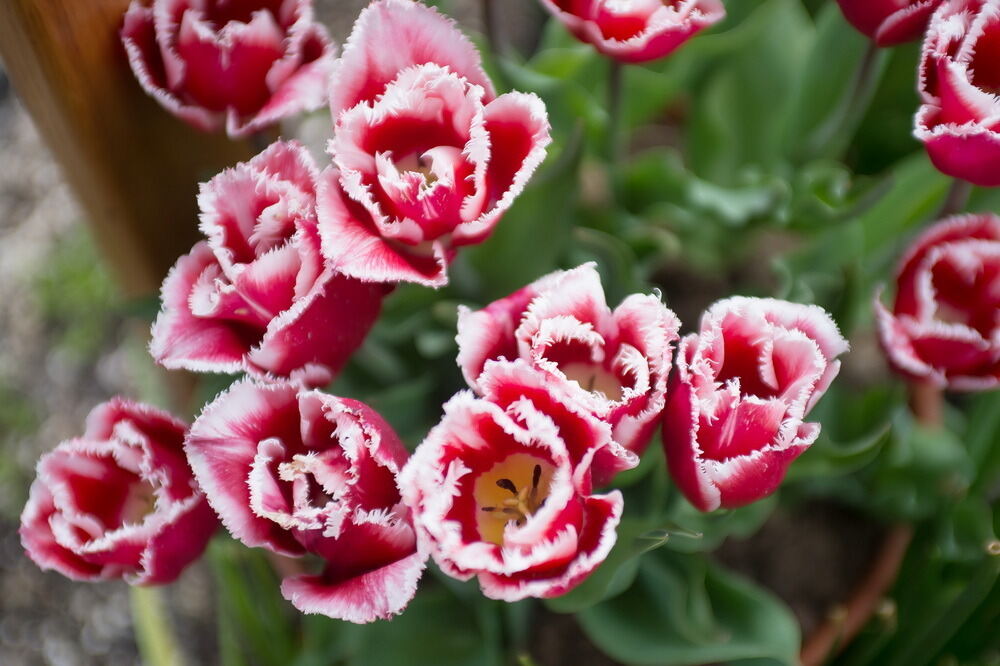 Tulpenblüte Gönningen 2012