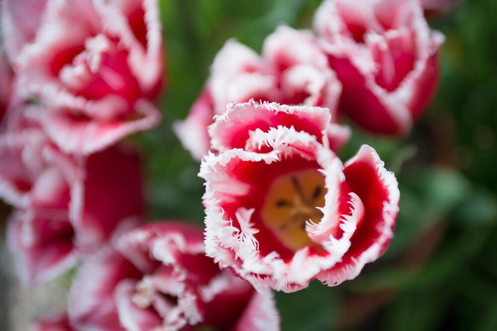 Tulpenblüte Gönningen 2012