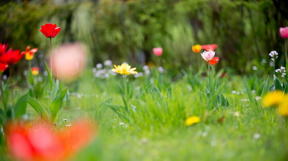 Tulpenblüte Gönningen 2012