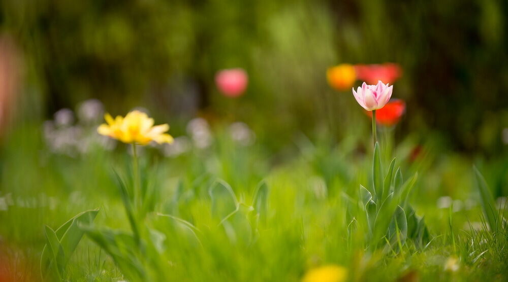 Tulpenblüte Gönningen 2012