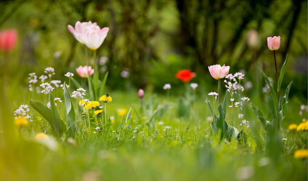 Tulpenblüte Gönningen 2012