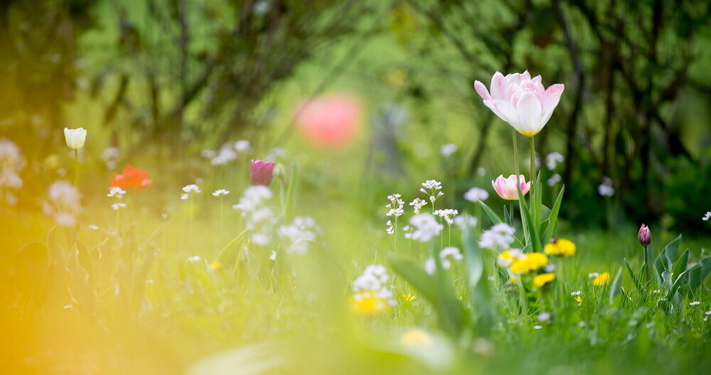 Tulpenblüte Gönningen 2012