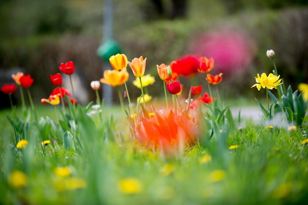 Tulpenblüte Gönningen 2012