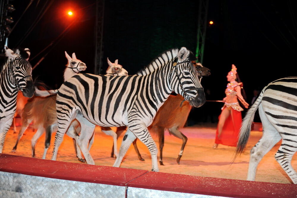 Zirkus Krone in Tübingen April 2012