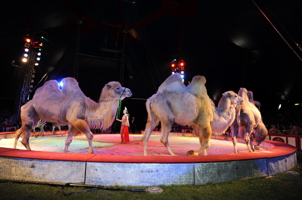 Zirkus Krone in Tübingen April 2012