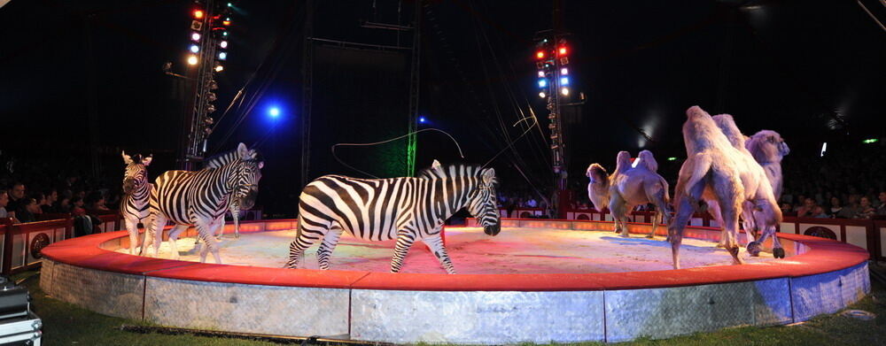 Zirkus Krone in Tübingen April 2012