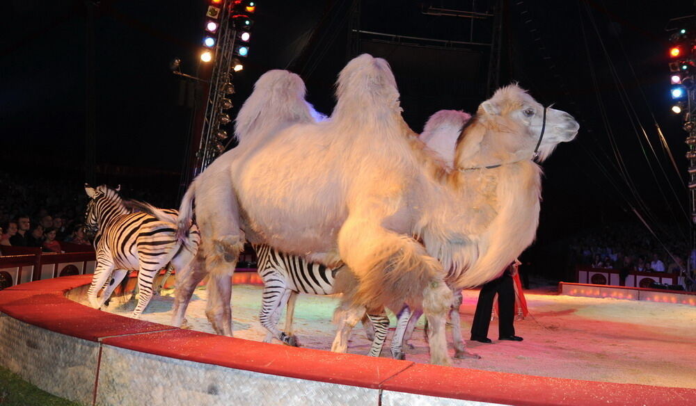 Zirkus Krone in Tübingen April 2012