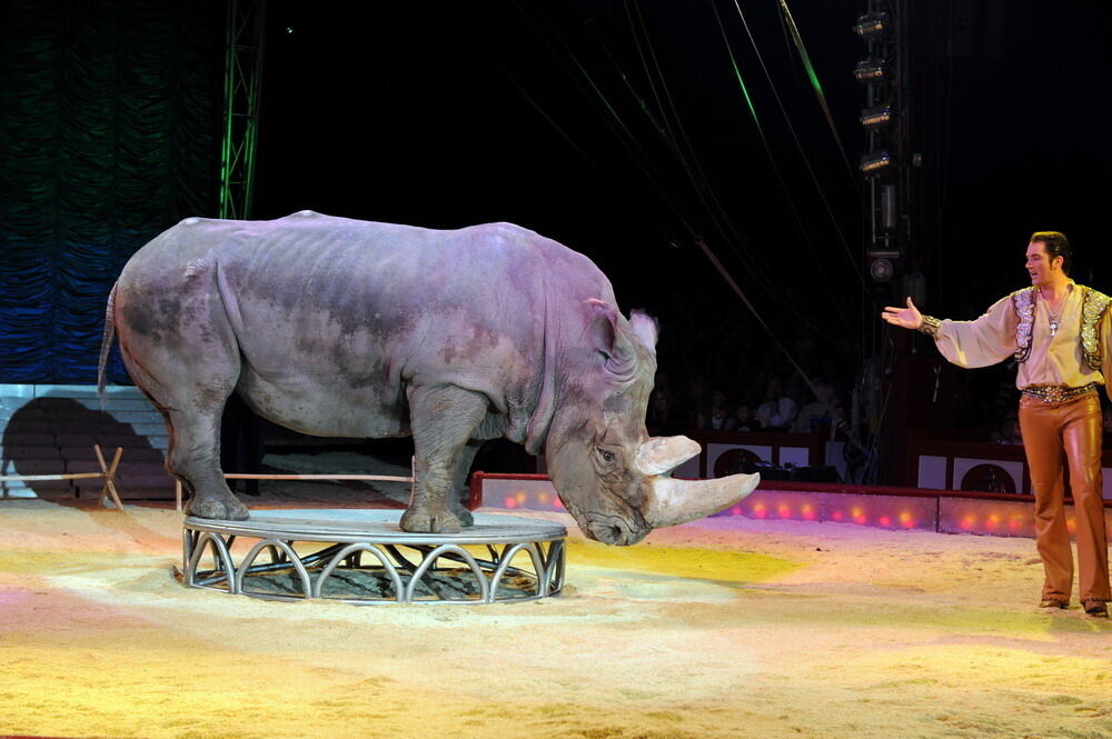 Zirkus Krone in Tübingen April 2012