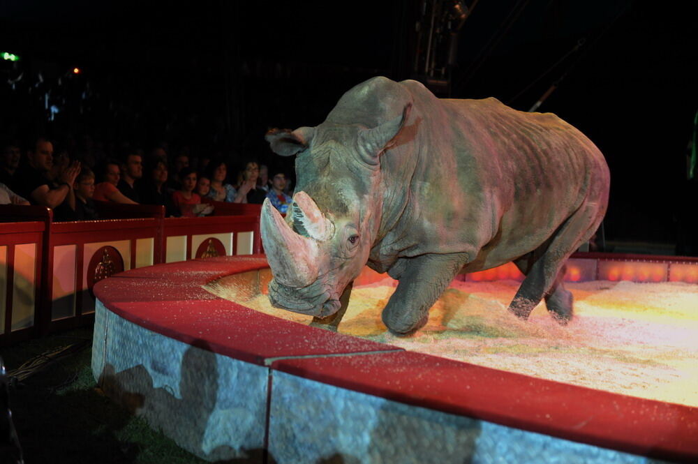 Zirkus Krone in Tübingen April 2012