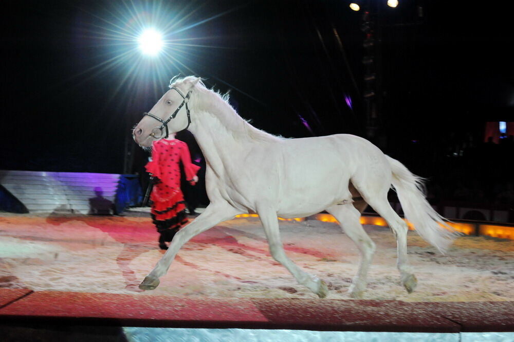 Zirkus Krone in Tübingen April 2012