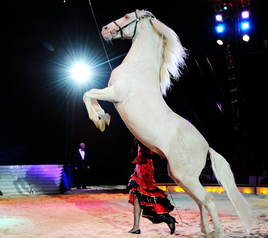 Zirkus Krone in Tübingen April 2012