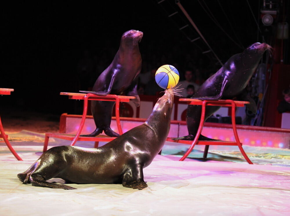 Zirkus Krone in Tübingen April 2012