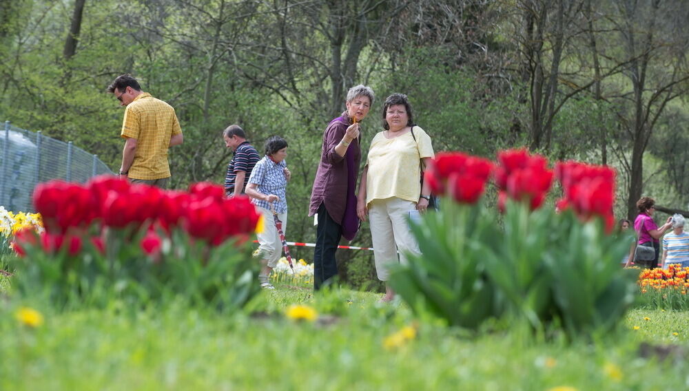 Tulpenblüte Gönningen 2012