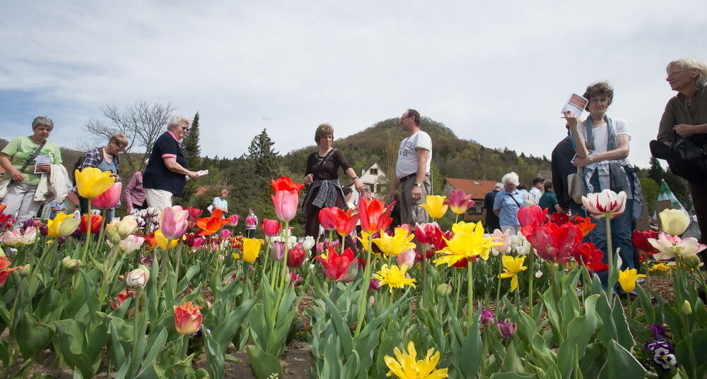 Tulpenblüte Gönningen 2012