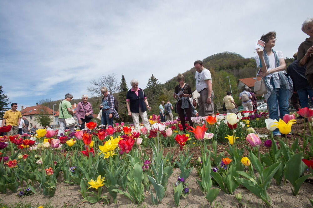 Tulpenblüte Gönningen 2012