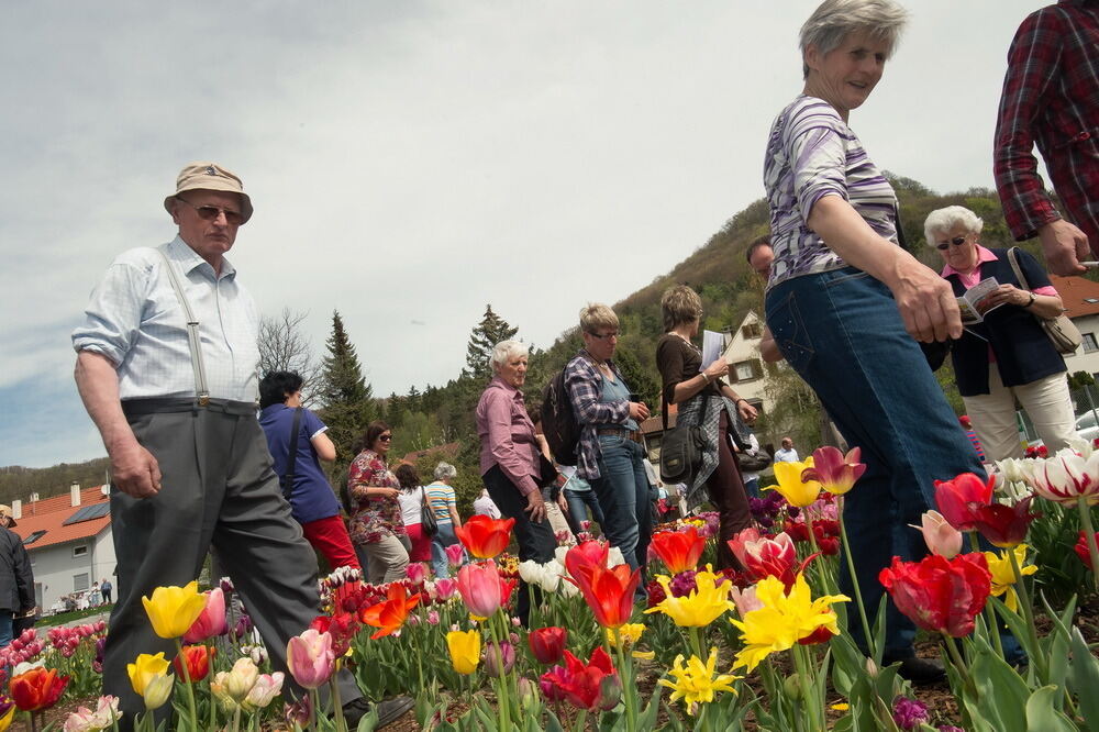 Tulpenblüte Gönningen 2012