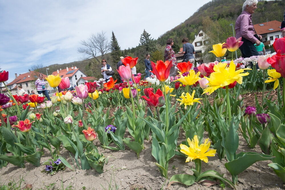 Tulpenblüte Gönningen 2012