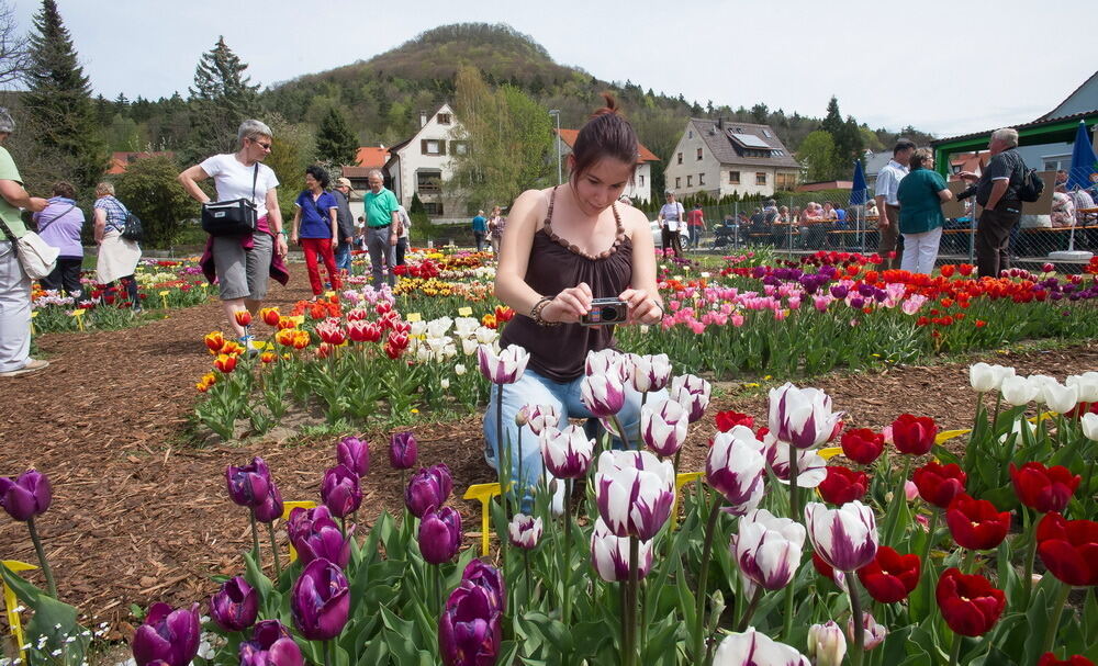 Tulpenblüte Gönningen 2012