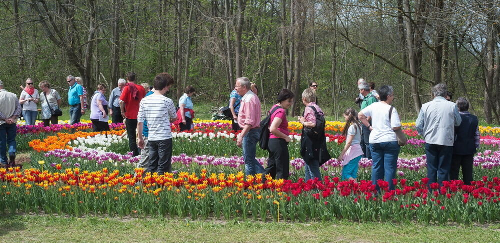 Tulpenblüte Gönningen 2012