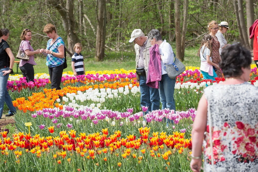 Tulpenblüte Gönningen 2012