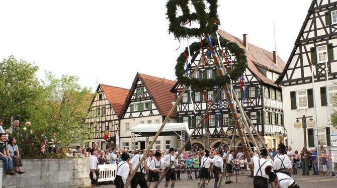 Geschick, Präzision und Konzentration gehören dazu, um einen Maibaum per Hand mit sogenannten Schwalben aufzustellen. Da fiebert