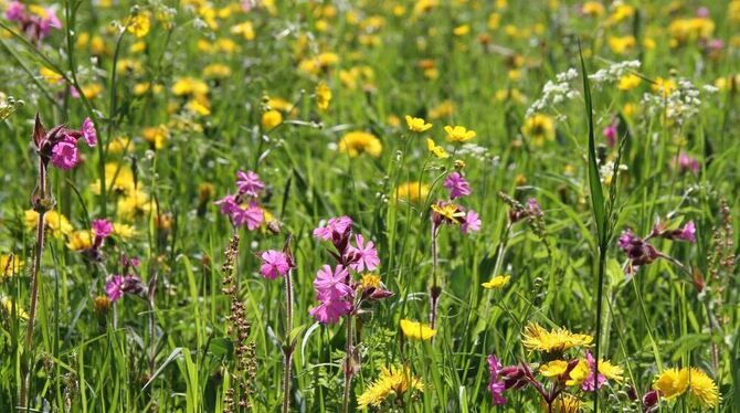 Bunt und vielfältig: So muss eine gesunde Albwiese aussehen. FOTO: LEUA