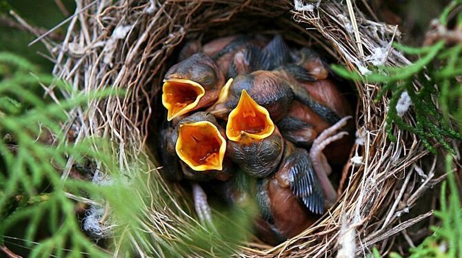 Im Nest sind Jungvögel prima aufgehoben. Was aber, wenn sie rausplumpsen oder verunglückte Flugversuche machen? Sind sie dann au