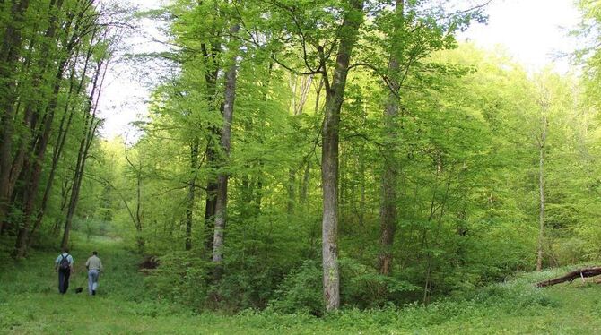 Schleichweg nennt sich dieser Fußweg in der Kernzone Föhrenberg, eine von wenigen noch zugänglichen Strecken im künftigen Urwald