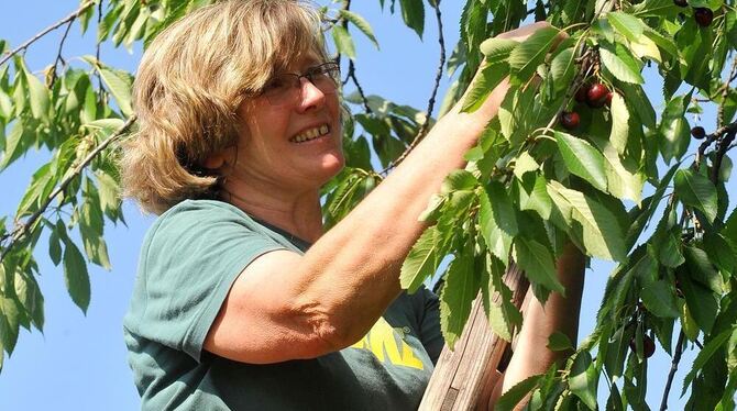 Monika Warwel, hoch oben auf der Leiter, erntet ihre Kirschen selbst. FOTO: NIETHAMMER