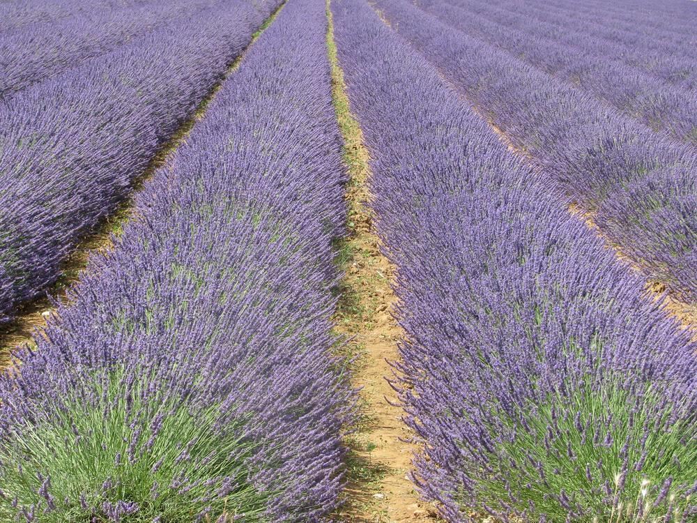 Leserreise Provence 2012