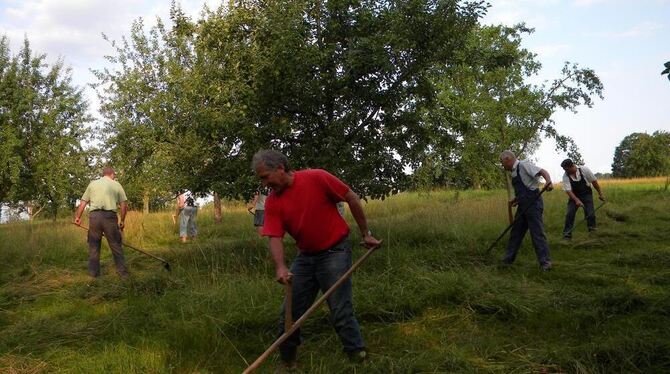 Bei frühmorgendlicher Arbeit: Walter Mielchen (in Rot) und weitere »Sensenmänner«.  GEA-FOTOS: HEK